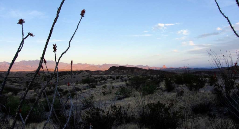 Desert plants appear in the foreground, framing the vast desert landscape beyond. 